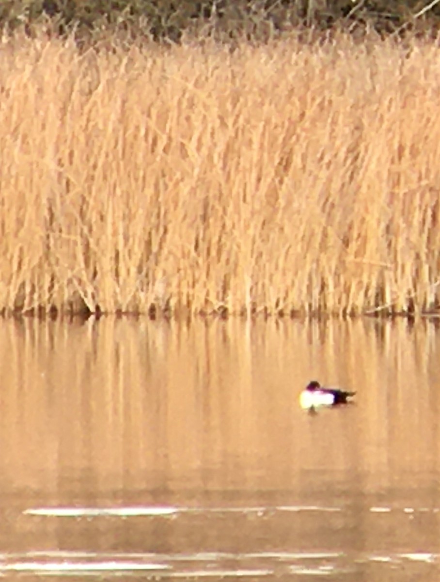 hohol islandský - ML644392095