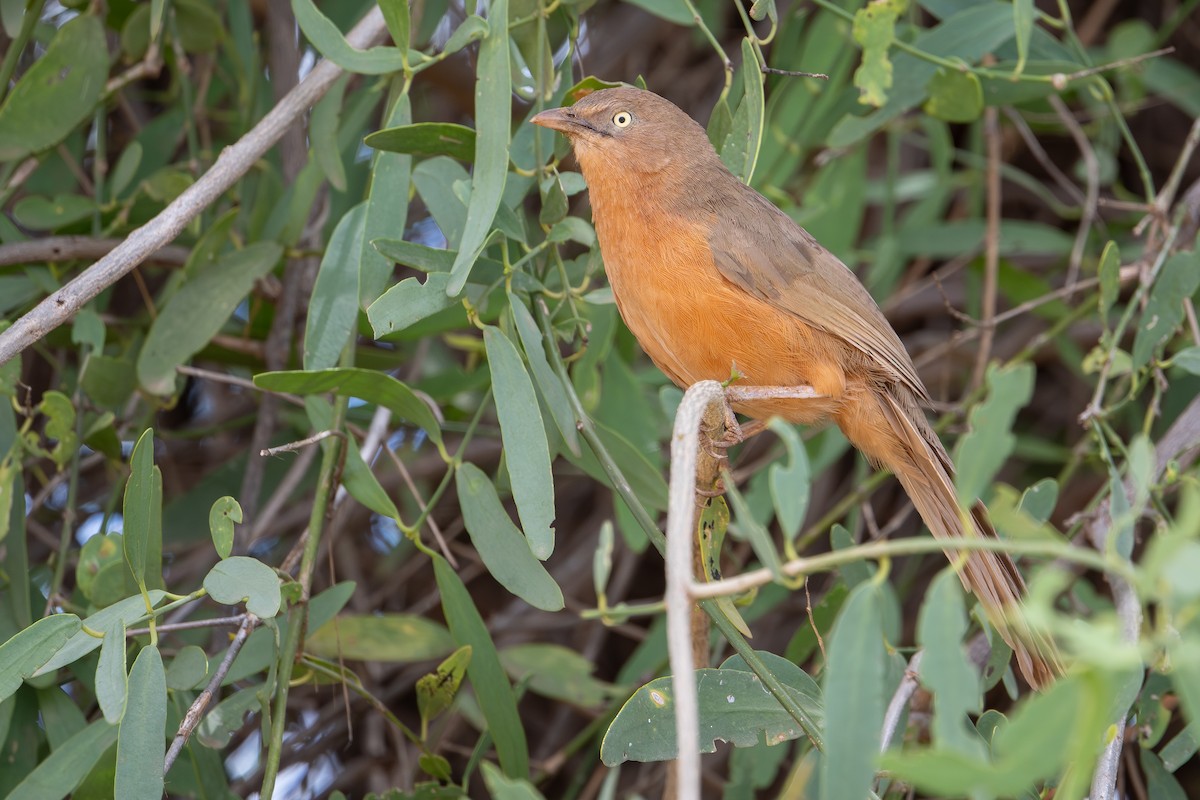 Rufous Chatterer - ML644392096