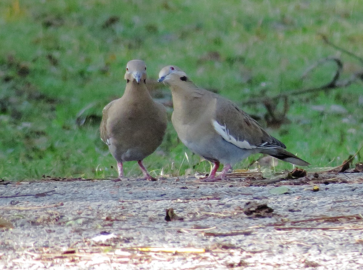 White-winged Dove - ML644392097