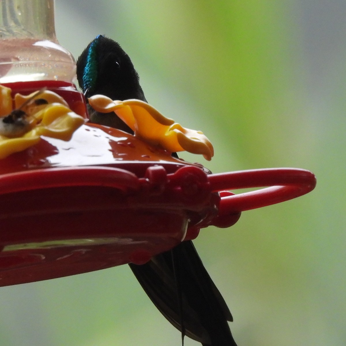 Violet-tailed Sylph - ML644392102