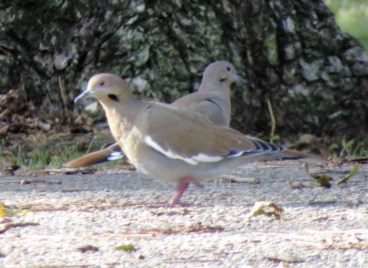 White-winged Dove - ML644392112