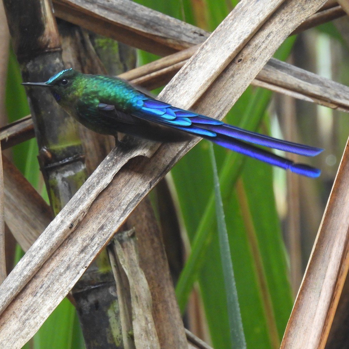 Violet-tailed Sylph - ML644392137