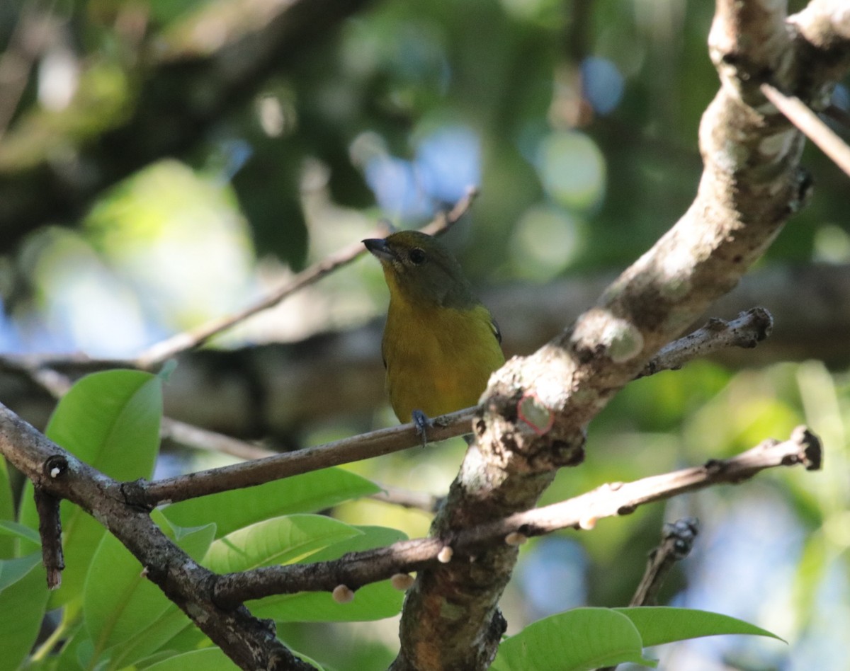 Violaceous Euphonia - ML644392138