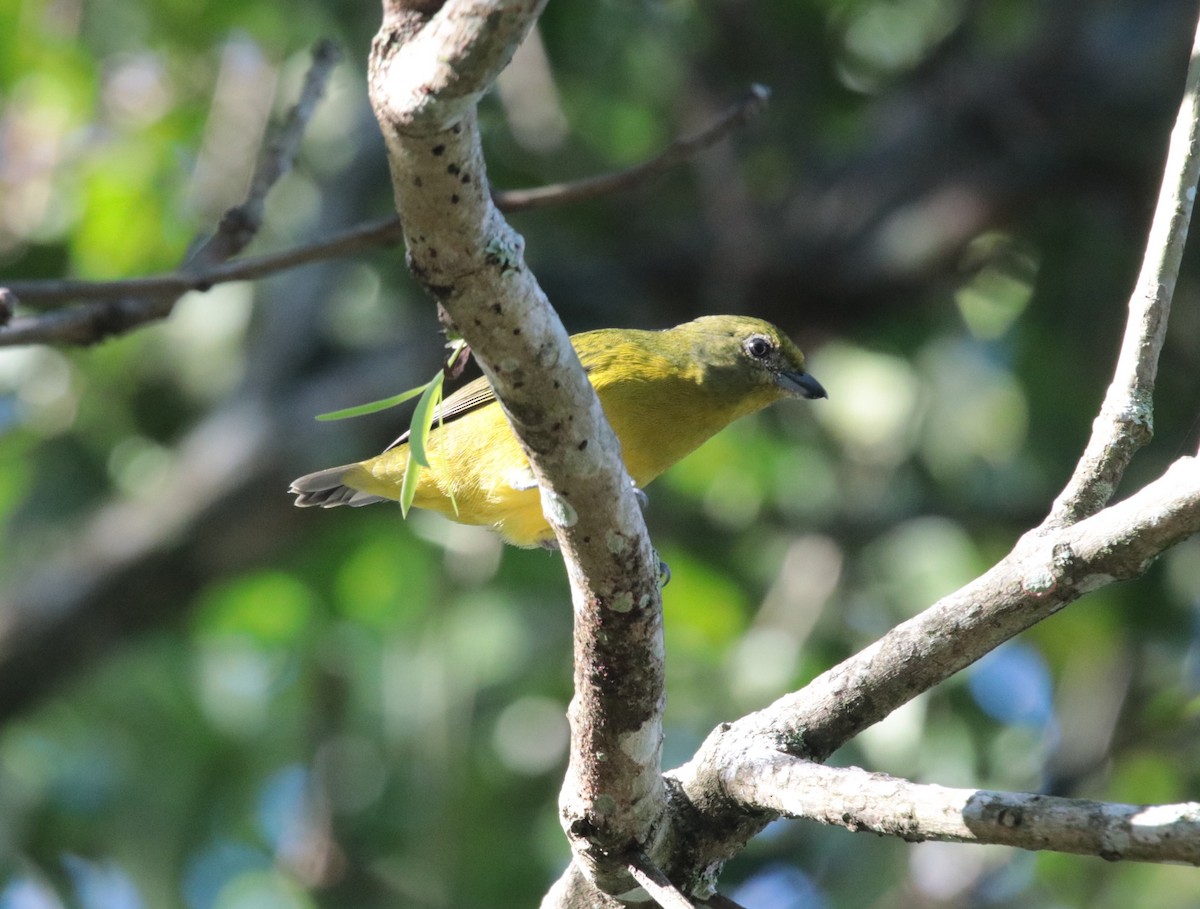 Violaceous Euphonia - ML644392139