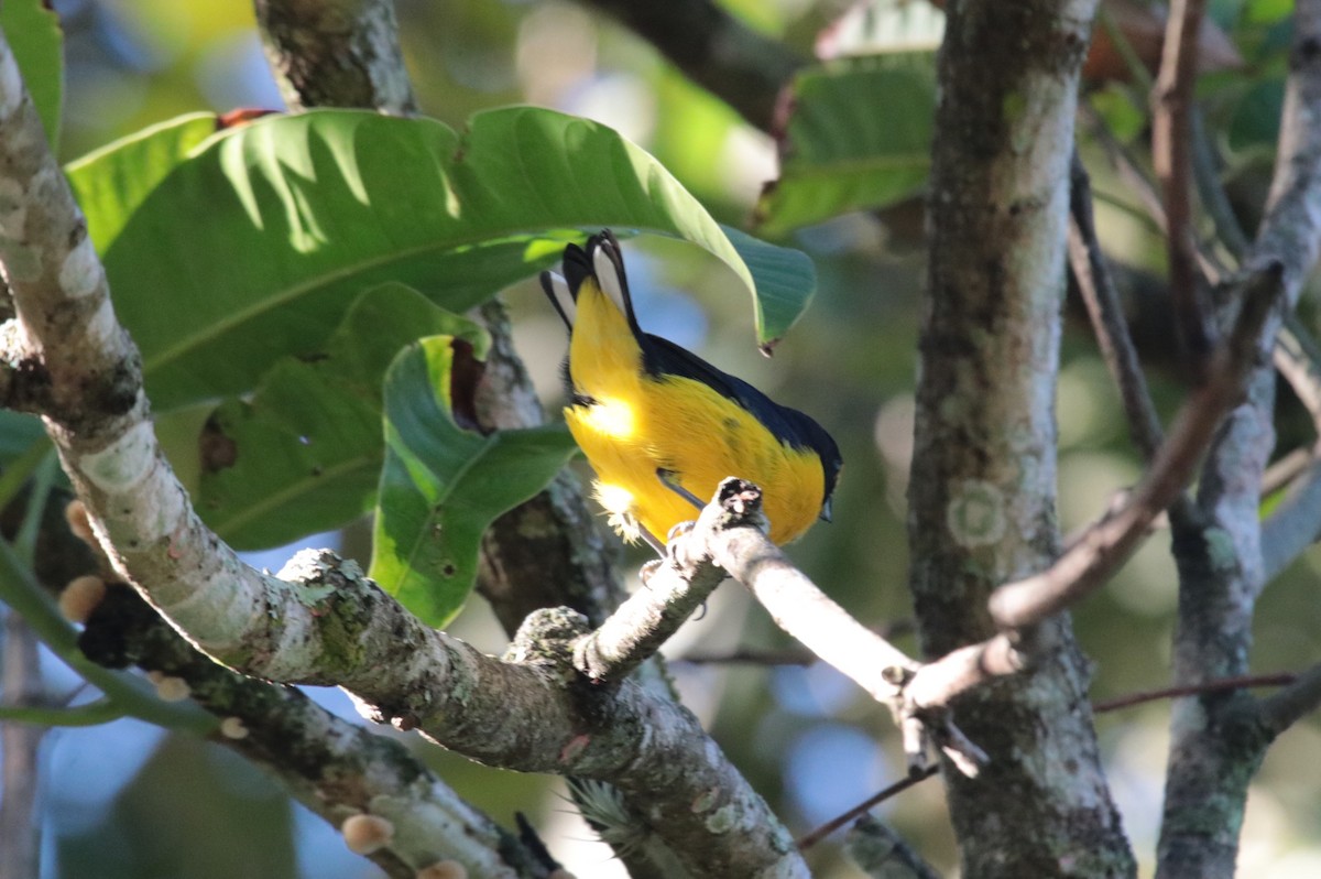 Violaceous Euphonia - ML644392140