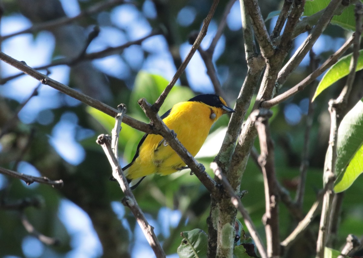 Violaceous Euphonia - ML644392141