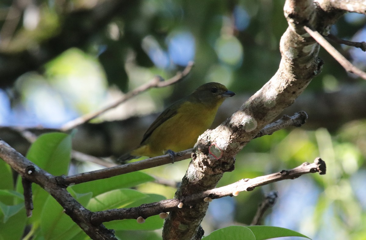 Violaceous Euphonia - ML644392142