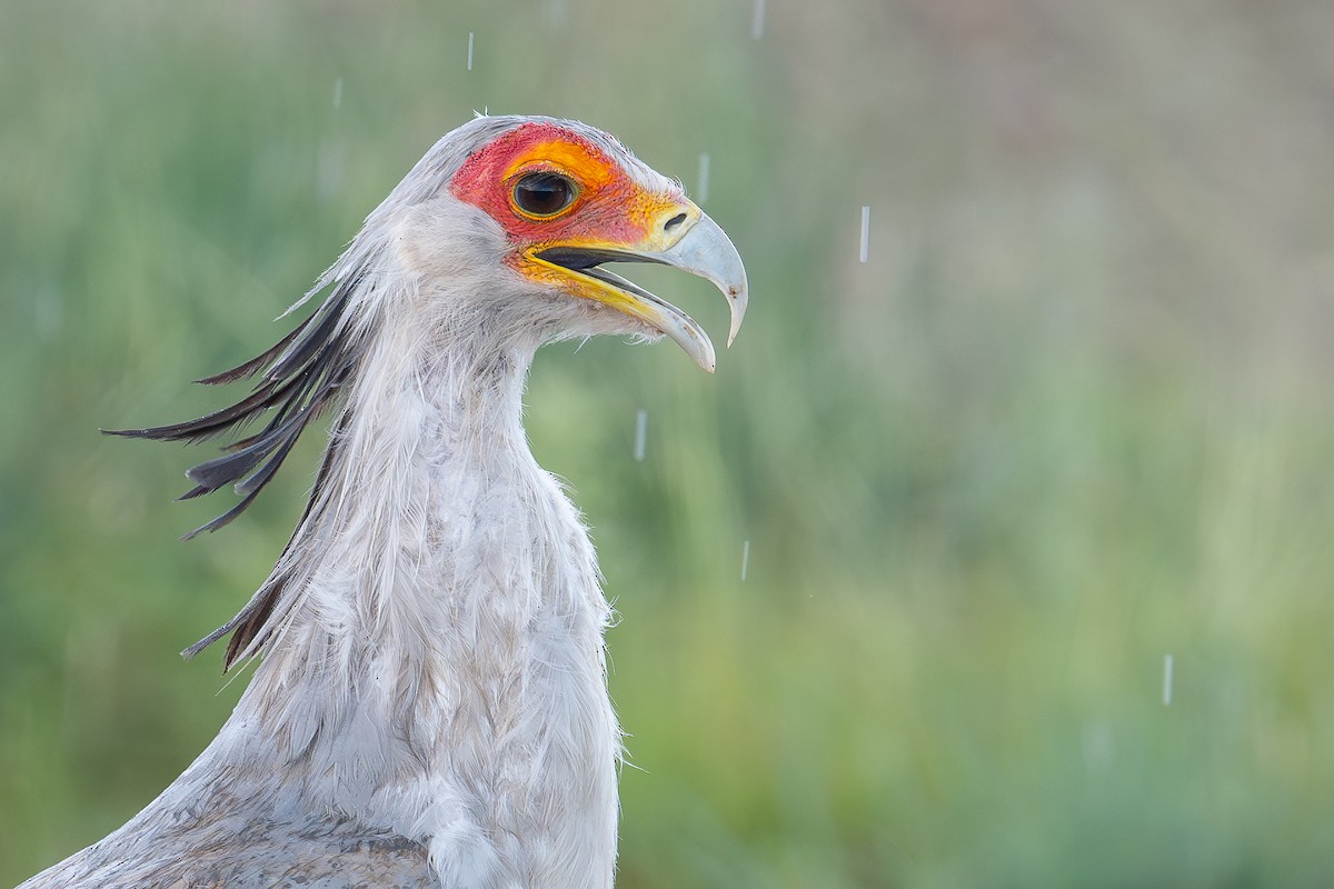 ヘビクイワシ - ML644392147