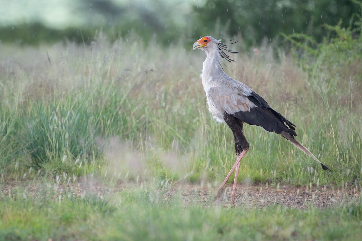 ヘビクイワシ - ML644392148