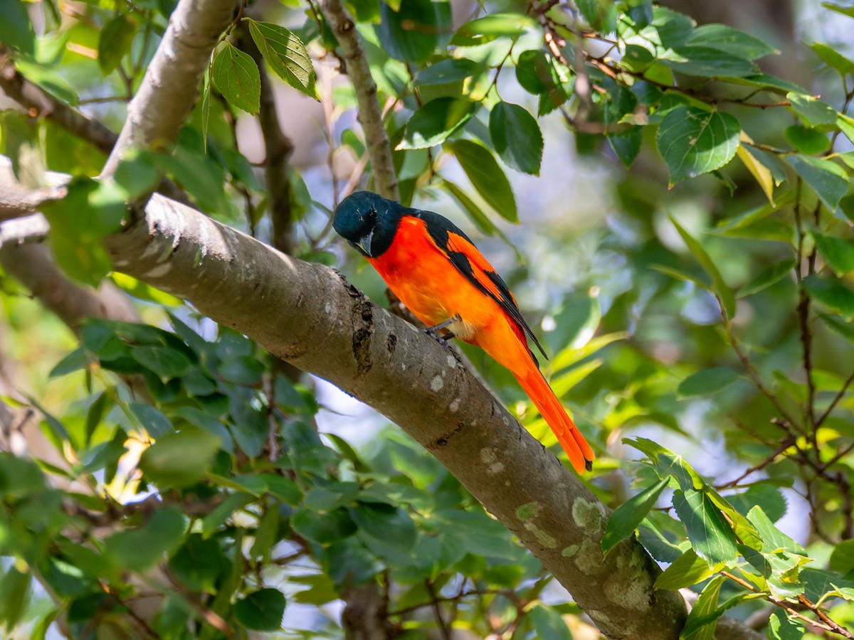 Scarlet Minivet - ML644392152