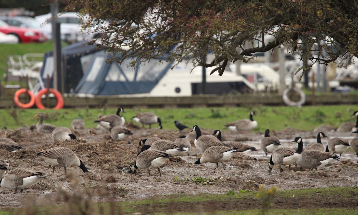 Серый гусь - ML644392158