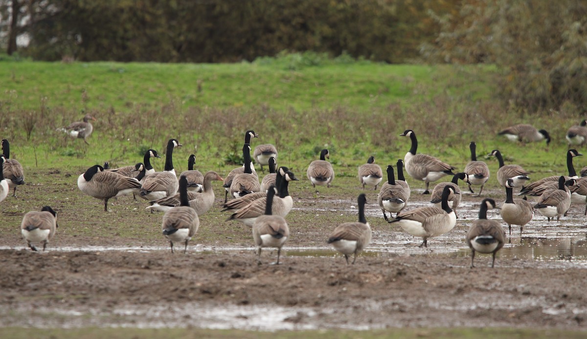 Серый гусь - ML644392170