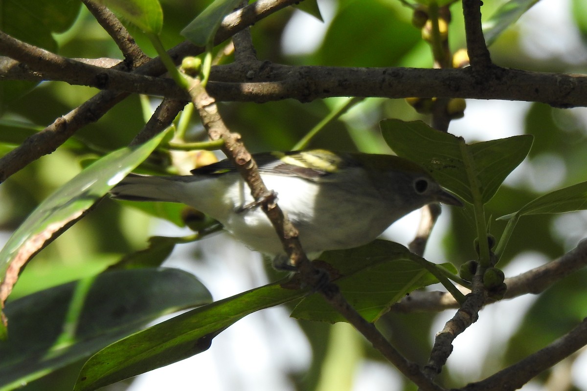 brunsideparula - ML644392172