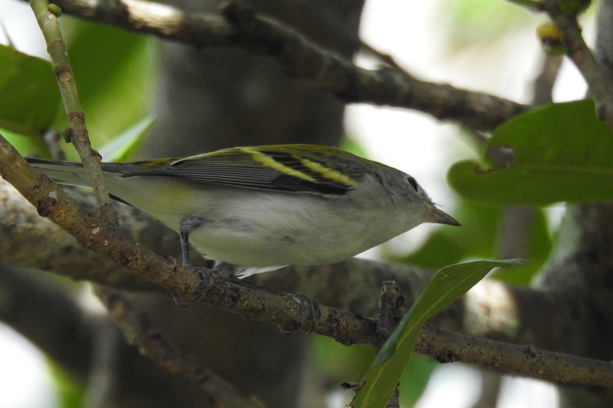brunsideparula - ML644392173