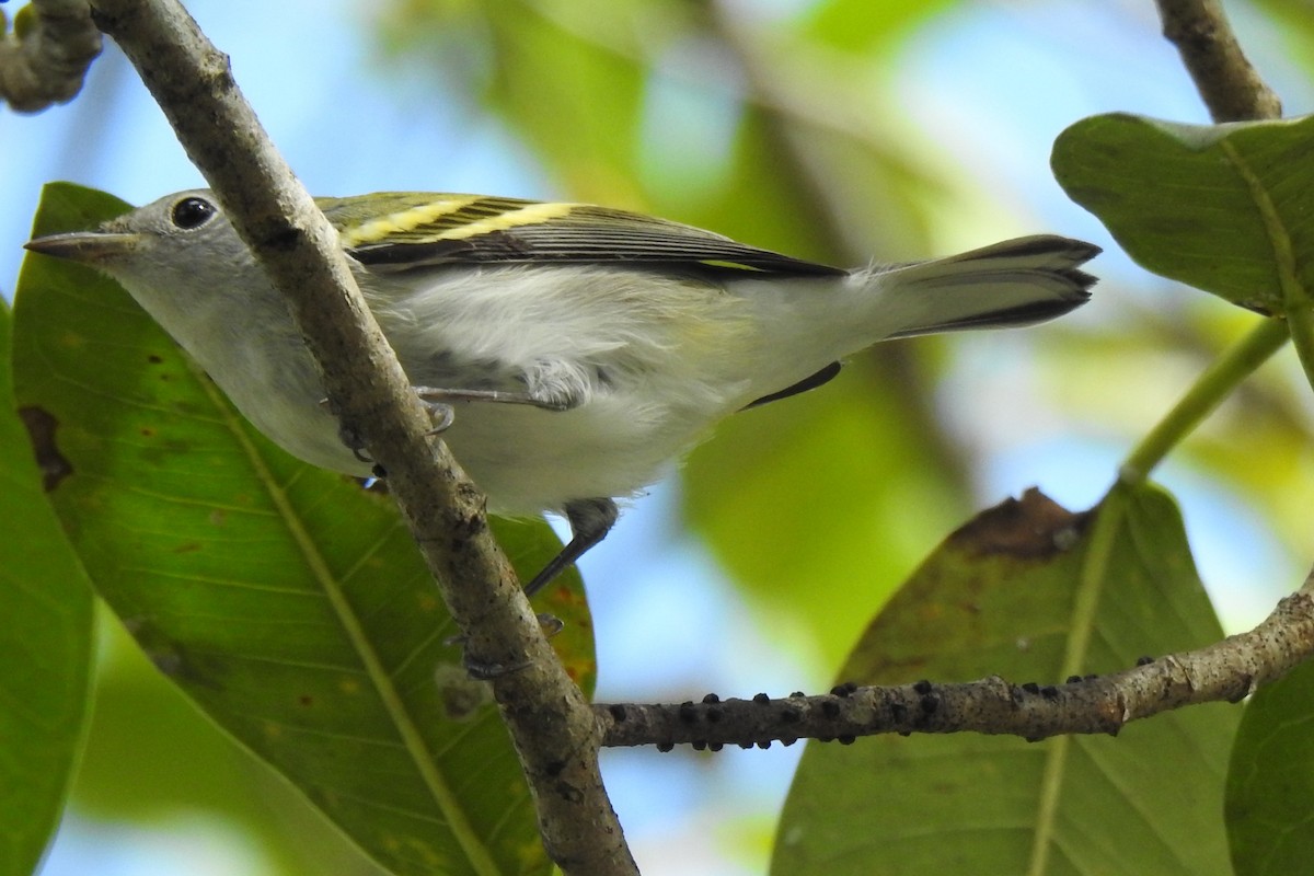 brunsideparula - ML644392174