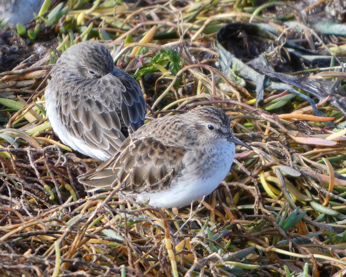 Least Sandpiper - ML644392175