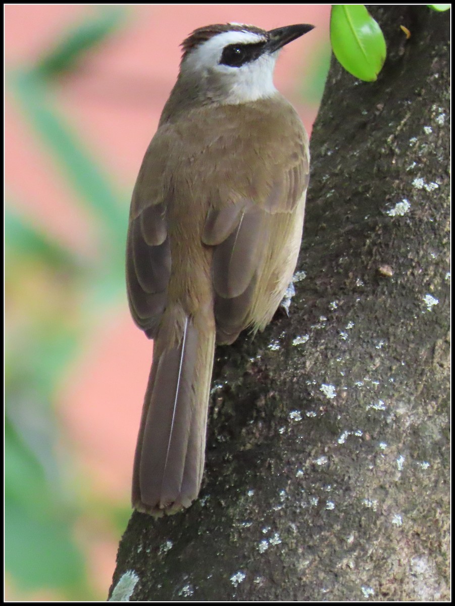 Schwarzzügelbülbül - ML644392177