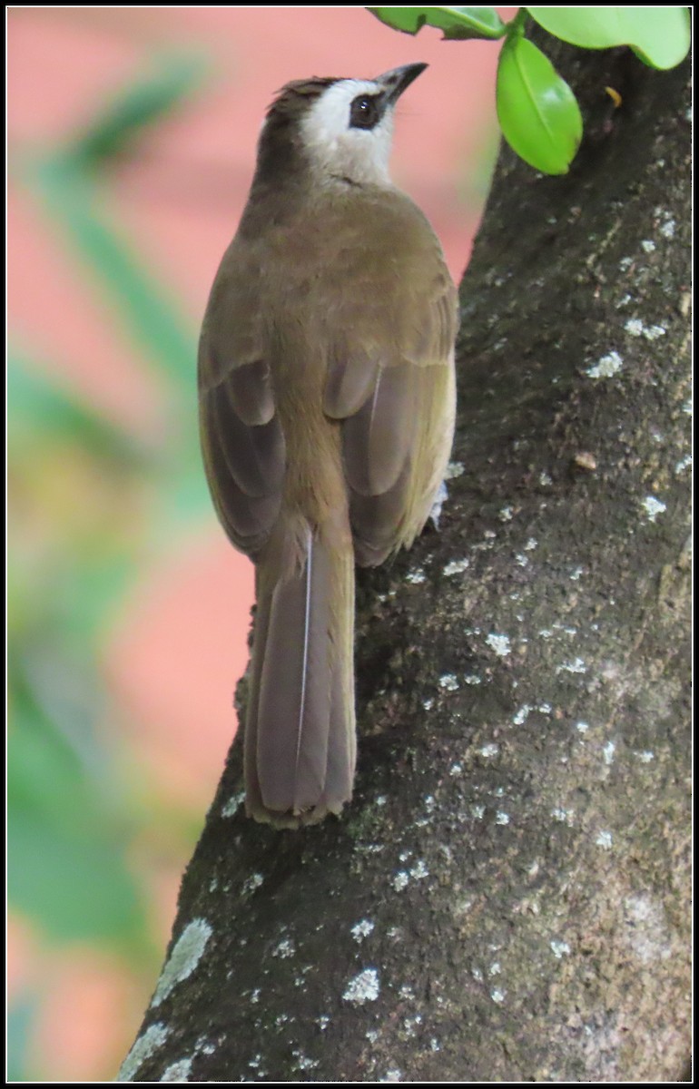 Schwarzzügelbülbül - ML644392178