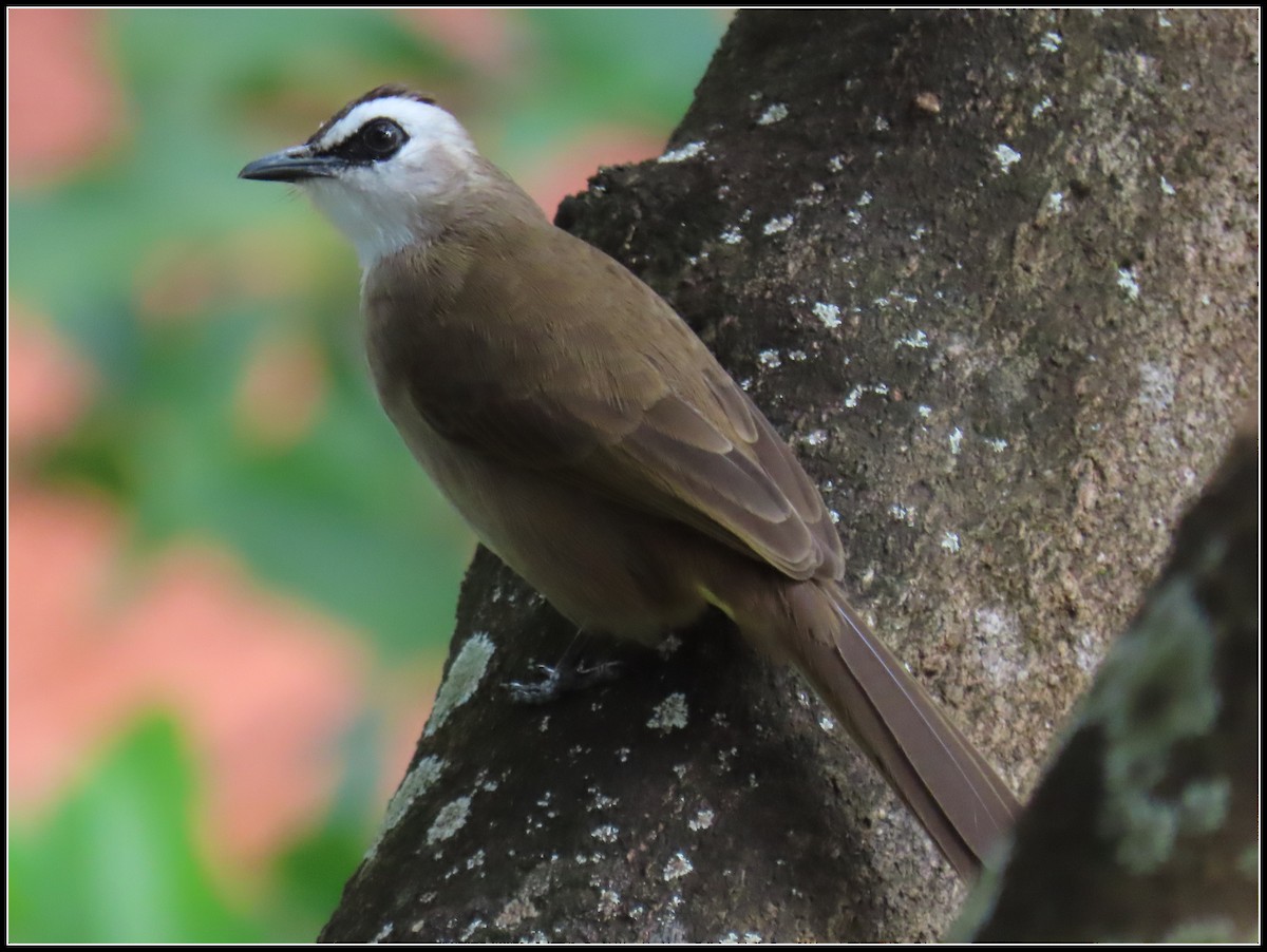 Schwarzzügelbülbül - ML644392179