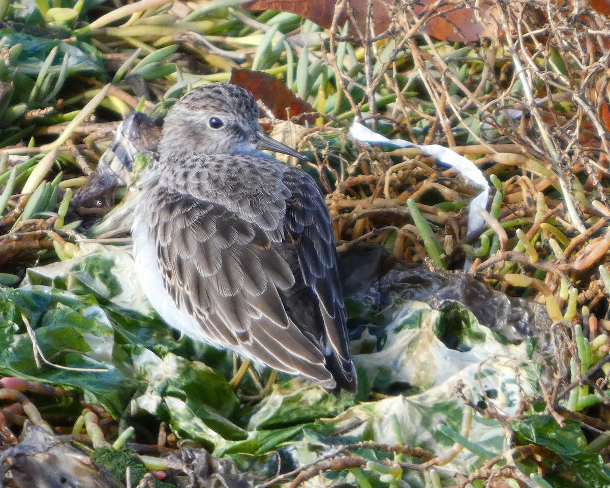 Least Sandpiper - ML644392180