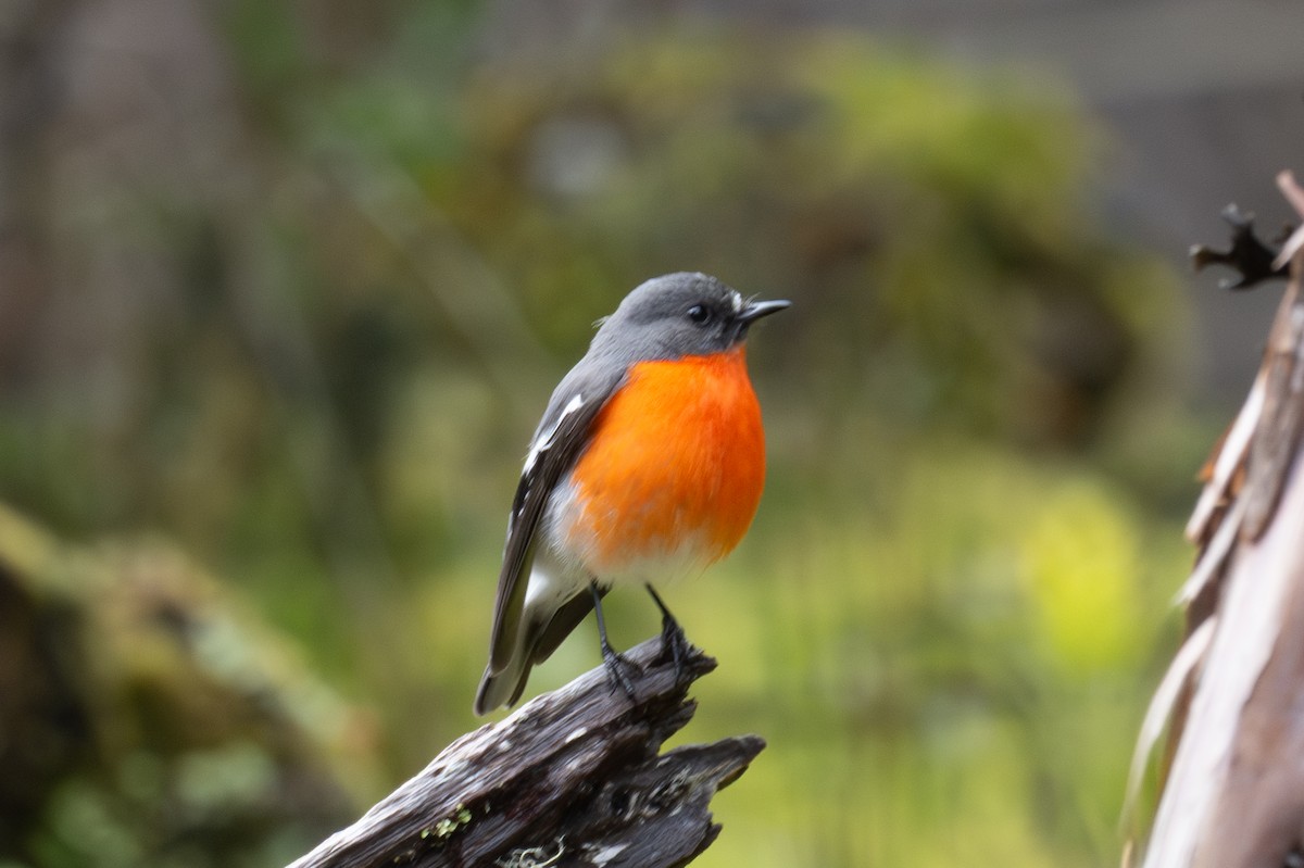 lejsčík ohnivý - ML644392181