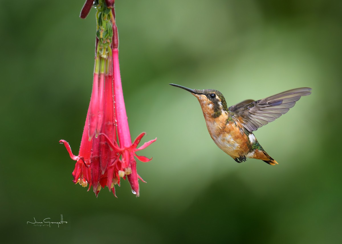 シロハラチビハチドリ - ML644392185