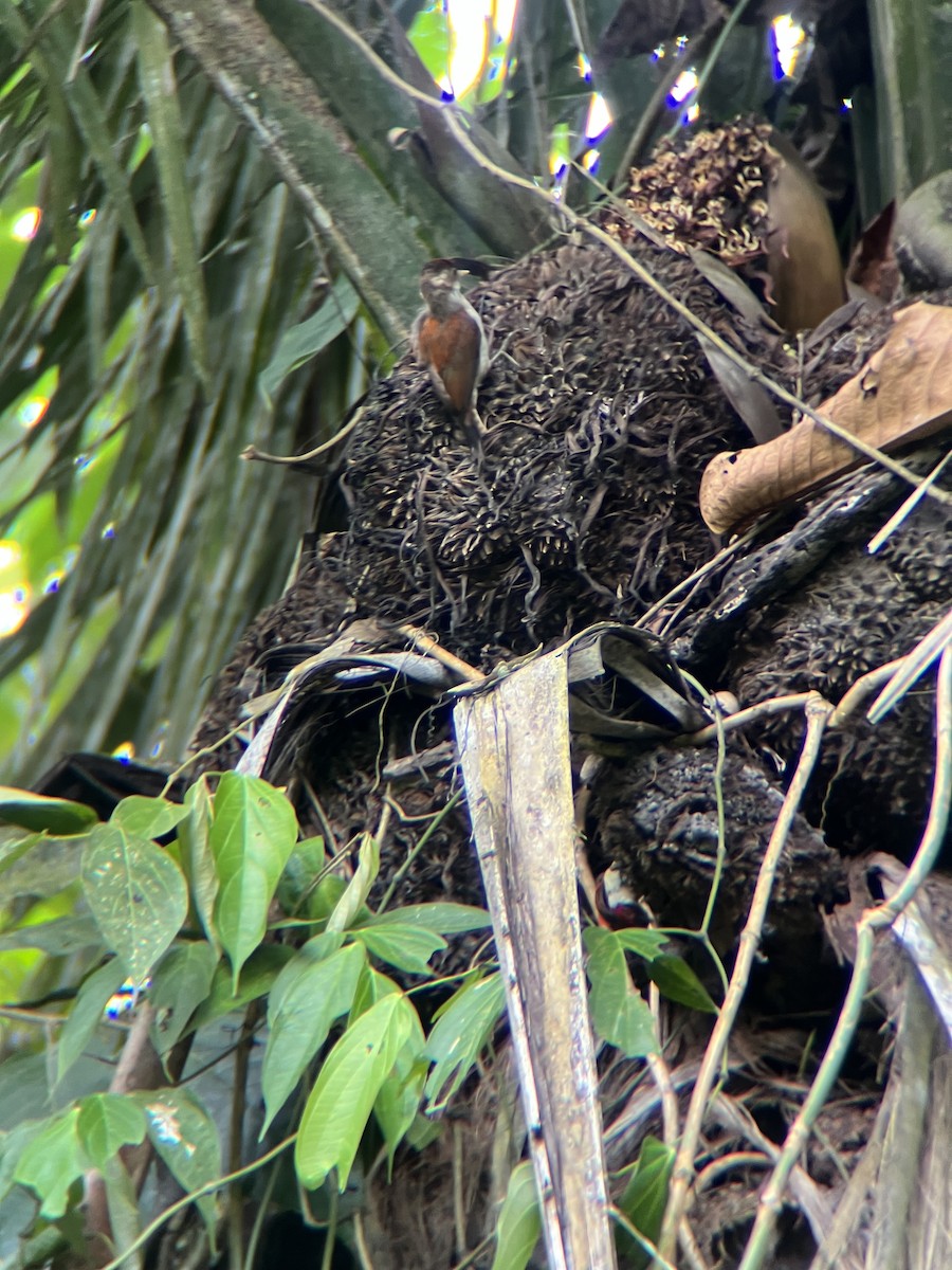 Scarlet-backed Woodpecker - ML644392204