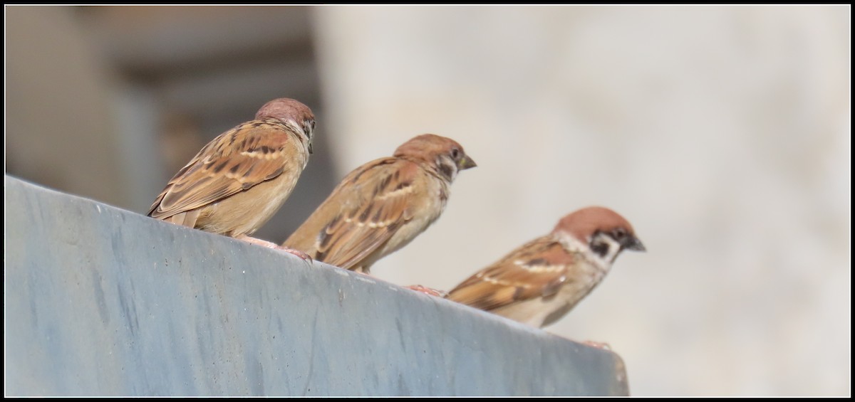 Gorrión Molinero - ML644392220