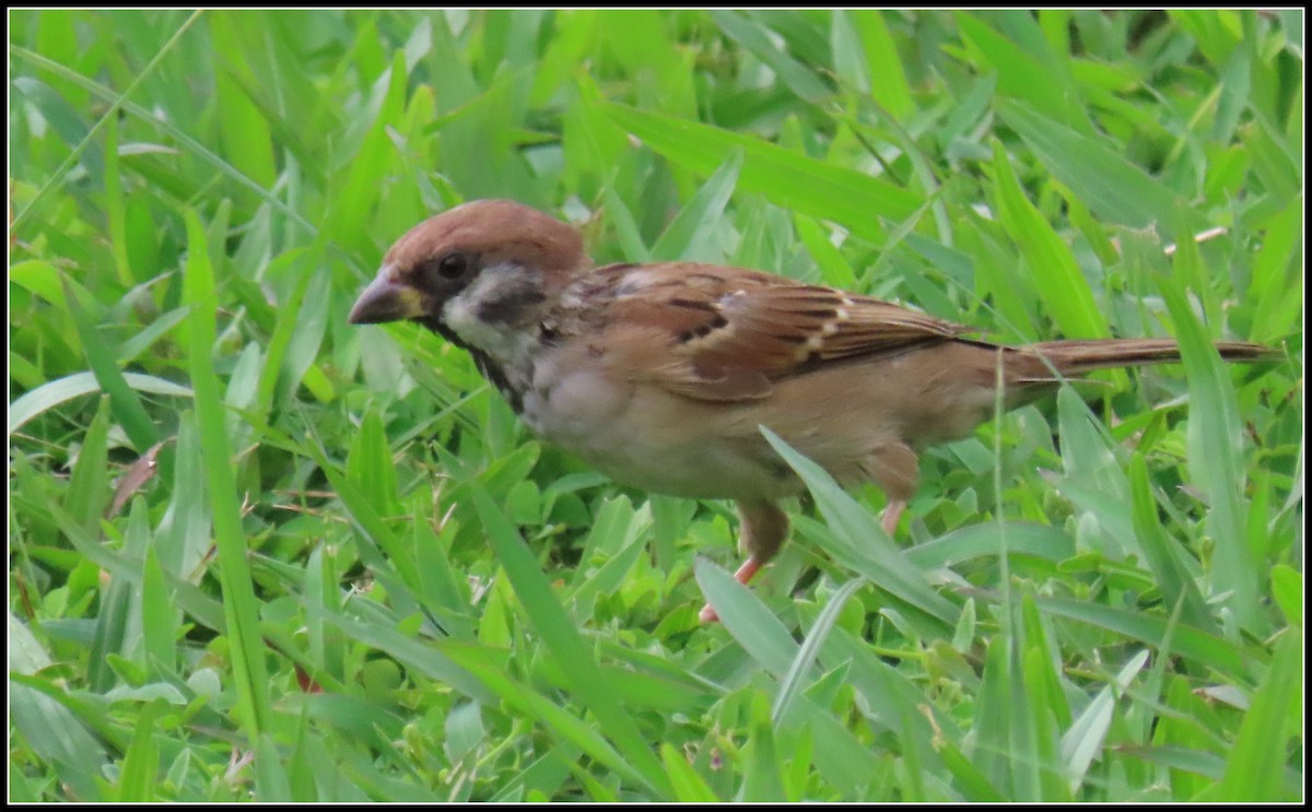 Gorrión Molinero - ML644392221