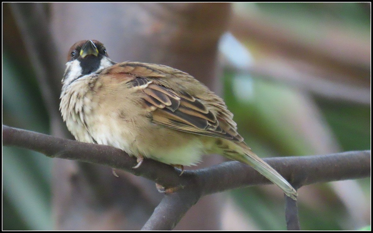 Gorrión Molinero - ML644392222