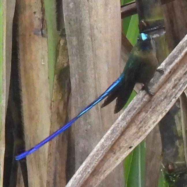 Violet-tailed Sylph - ML644392228