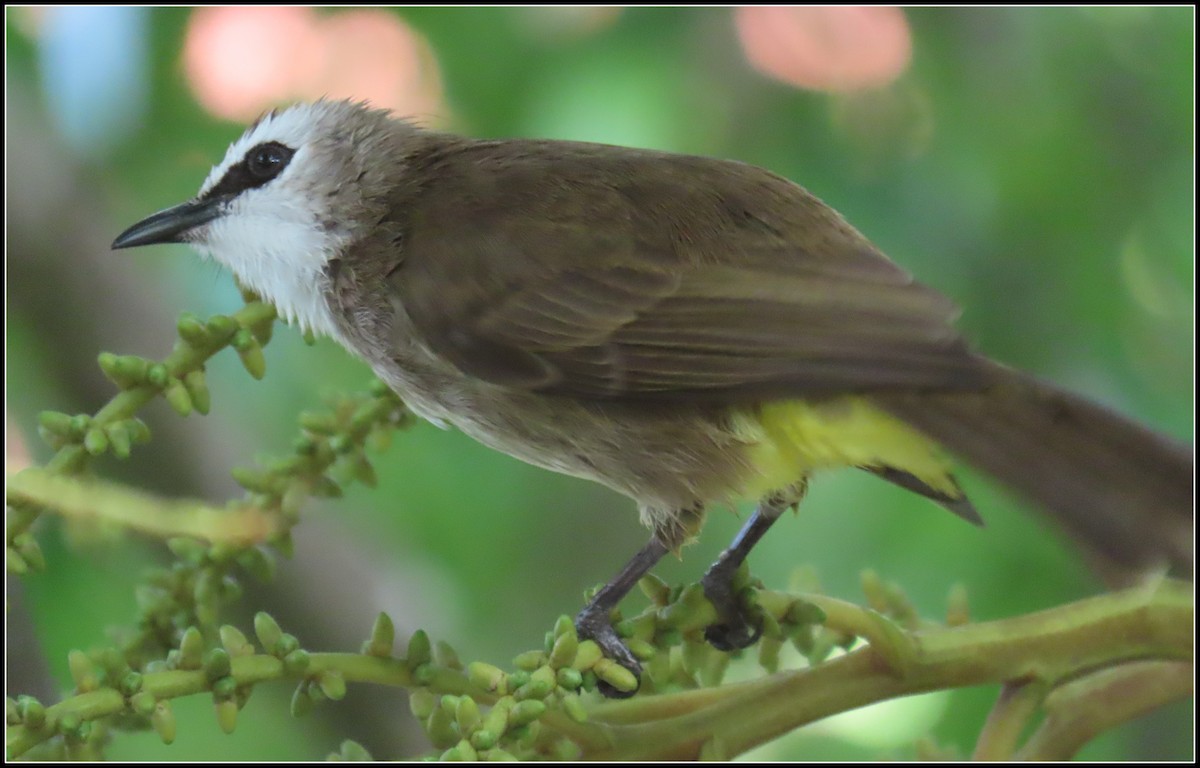 Schwarzzügelbülbül - ML644392240