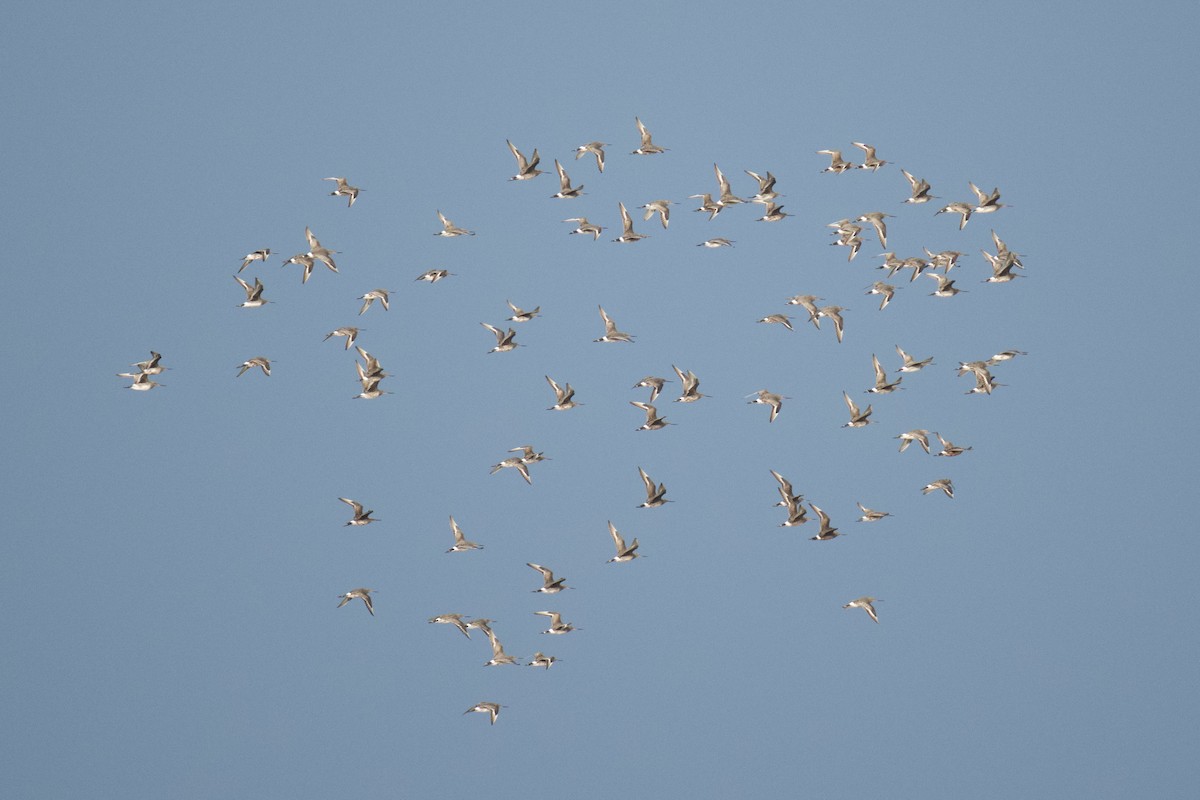 לימוזה אמריקנית - ML644392257