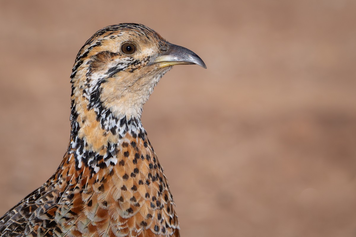 Elgon Francolin - ML644392258