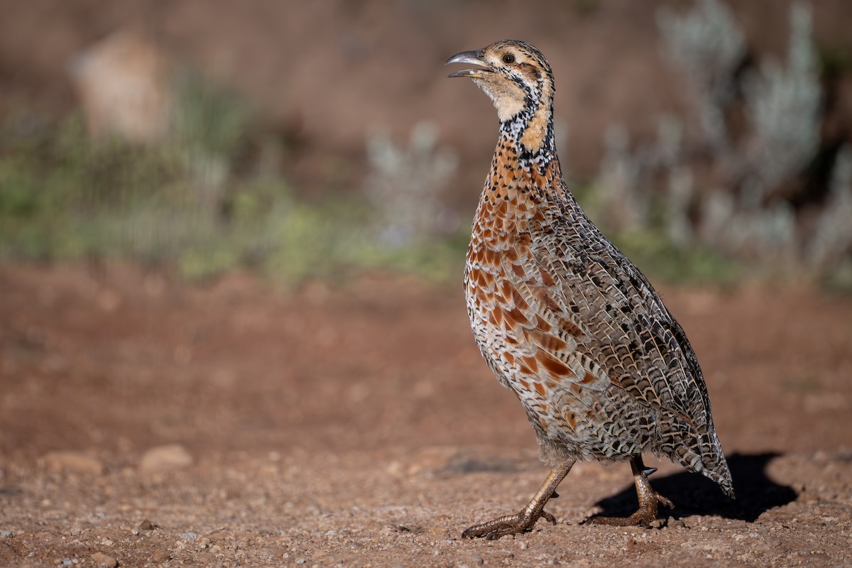 Elgon Francolin - ML644392259