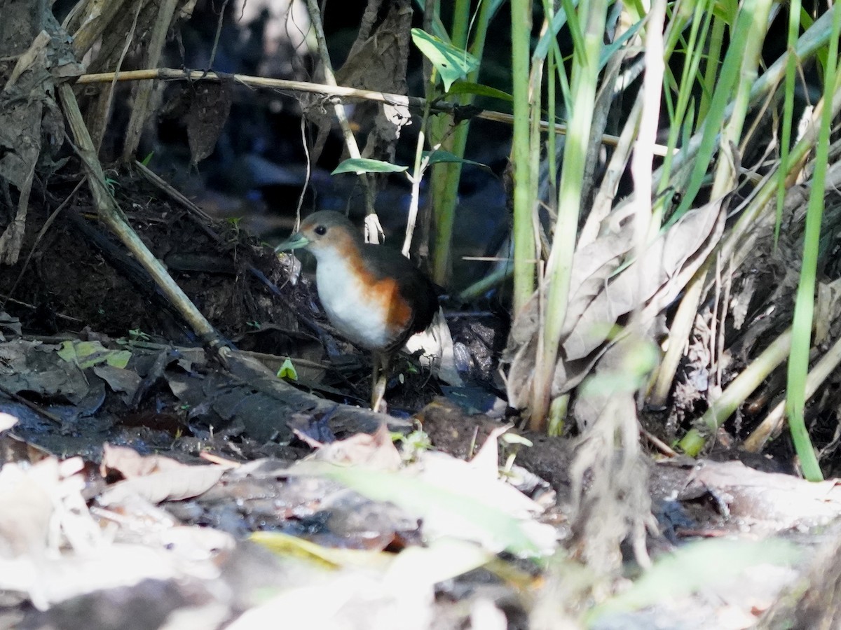 Рыжешейный коростелёк - ML644392277