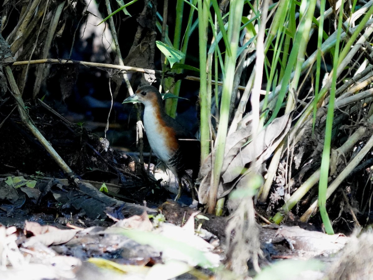 Рыжешейный коростелёк - ML644392278