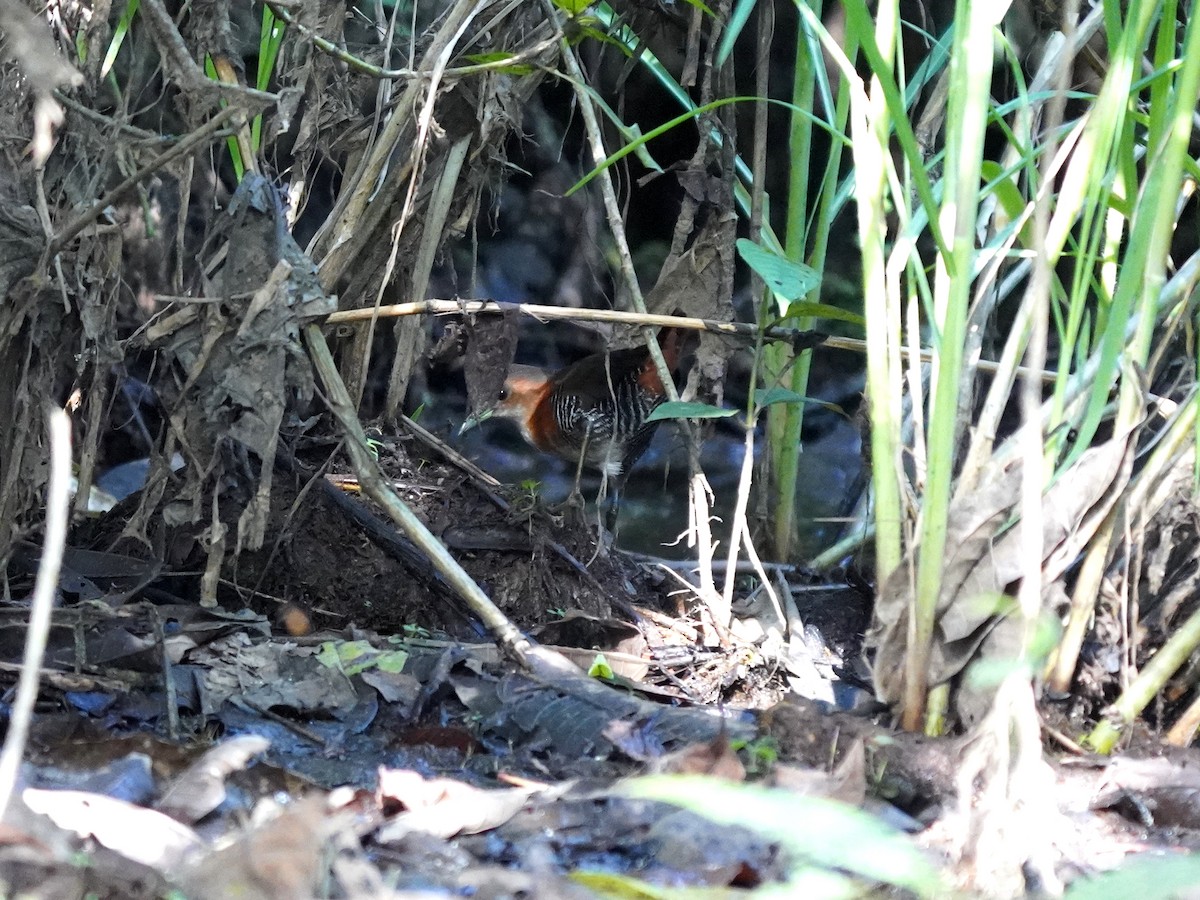 Рыжешейный коростелёк - ML644392279