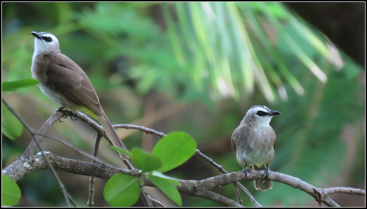 Schwarzzügelbülbül - ML644392284