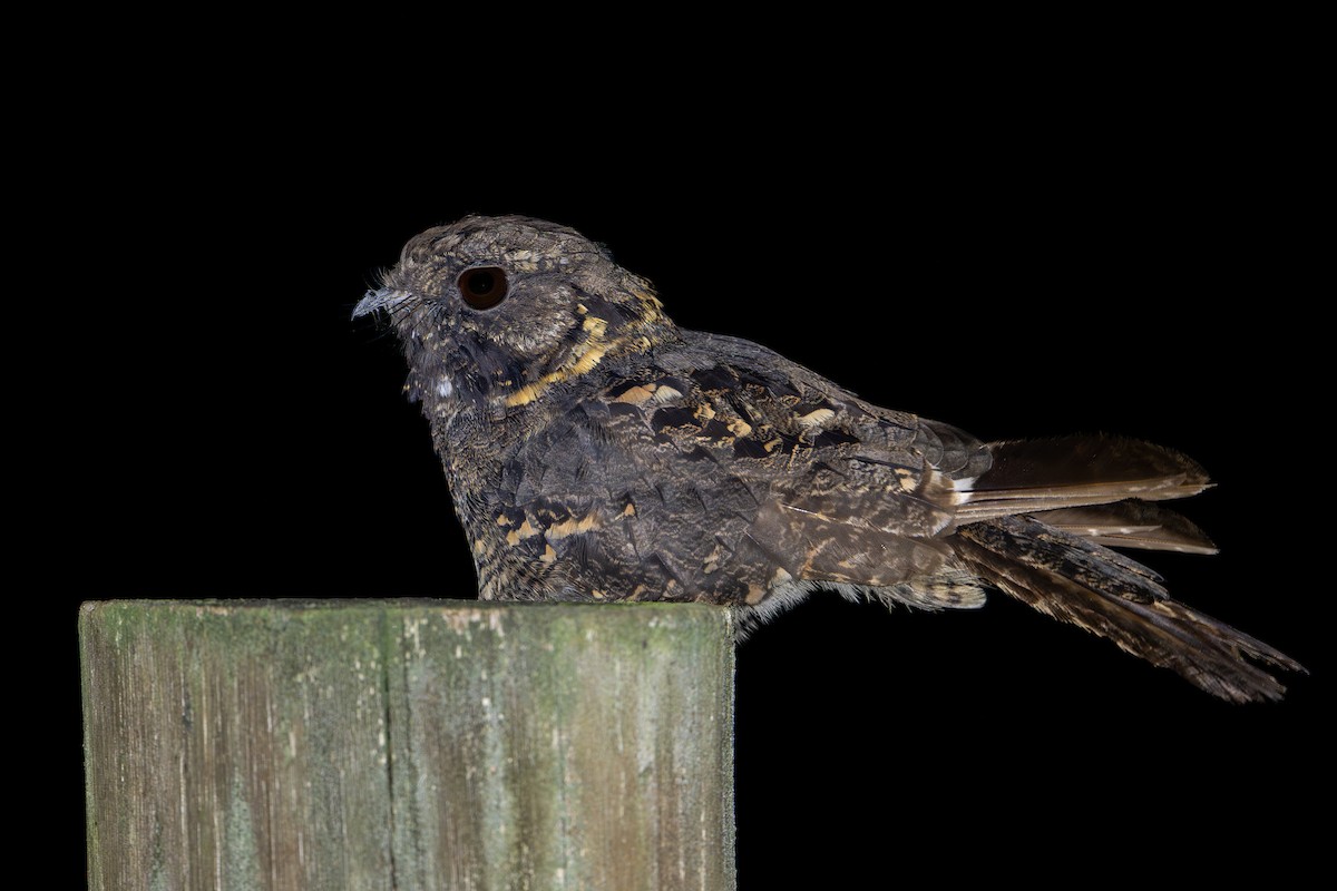 Montane Nightjar - ML644392291