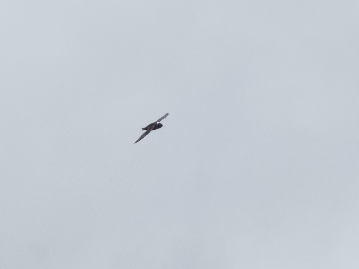 White-collared Swift - ML644392296