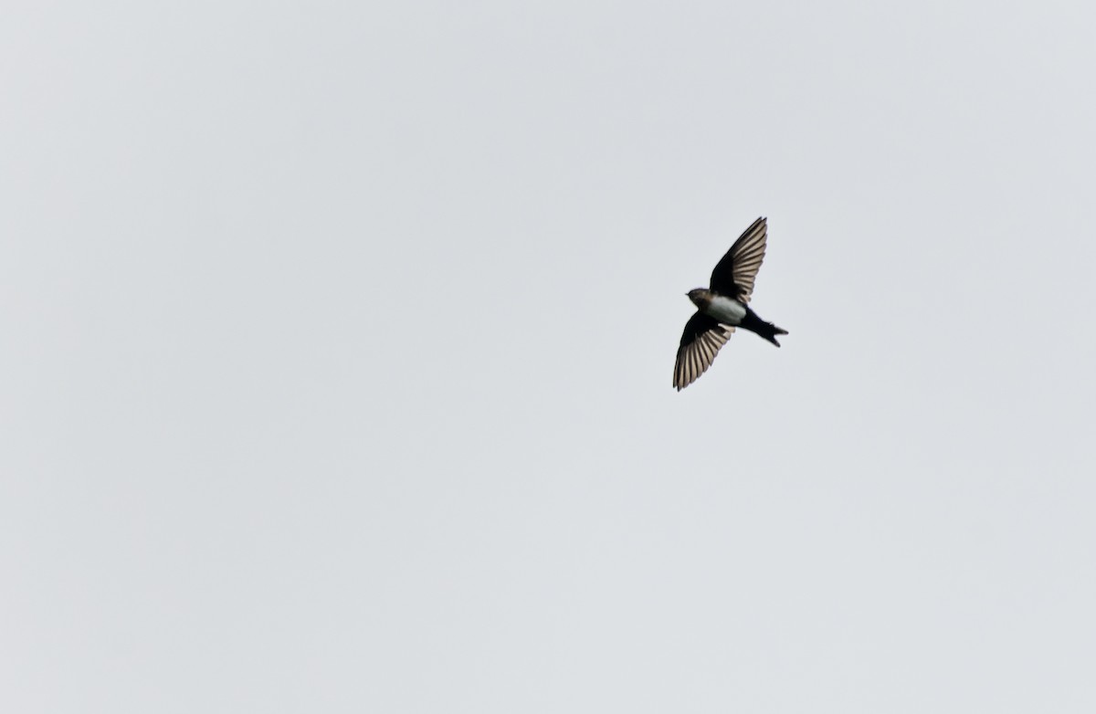 Pale-footed Swallow - ML644392309