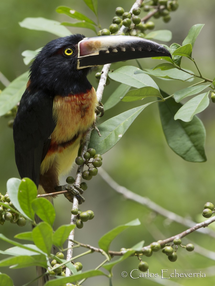 Collared Aracari - ML64439231