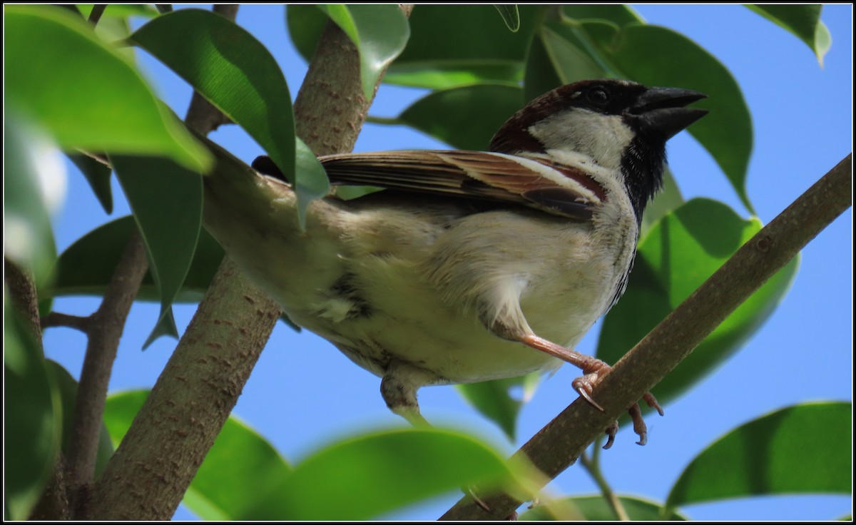 Gorrión Molinero - ML644392320
