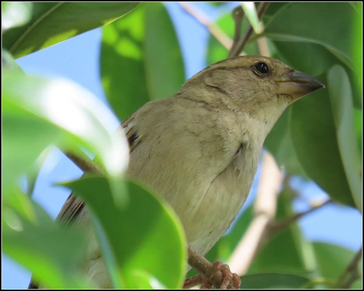 Gorrión Molinero - ML644392321