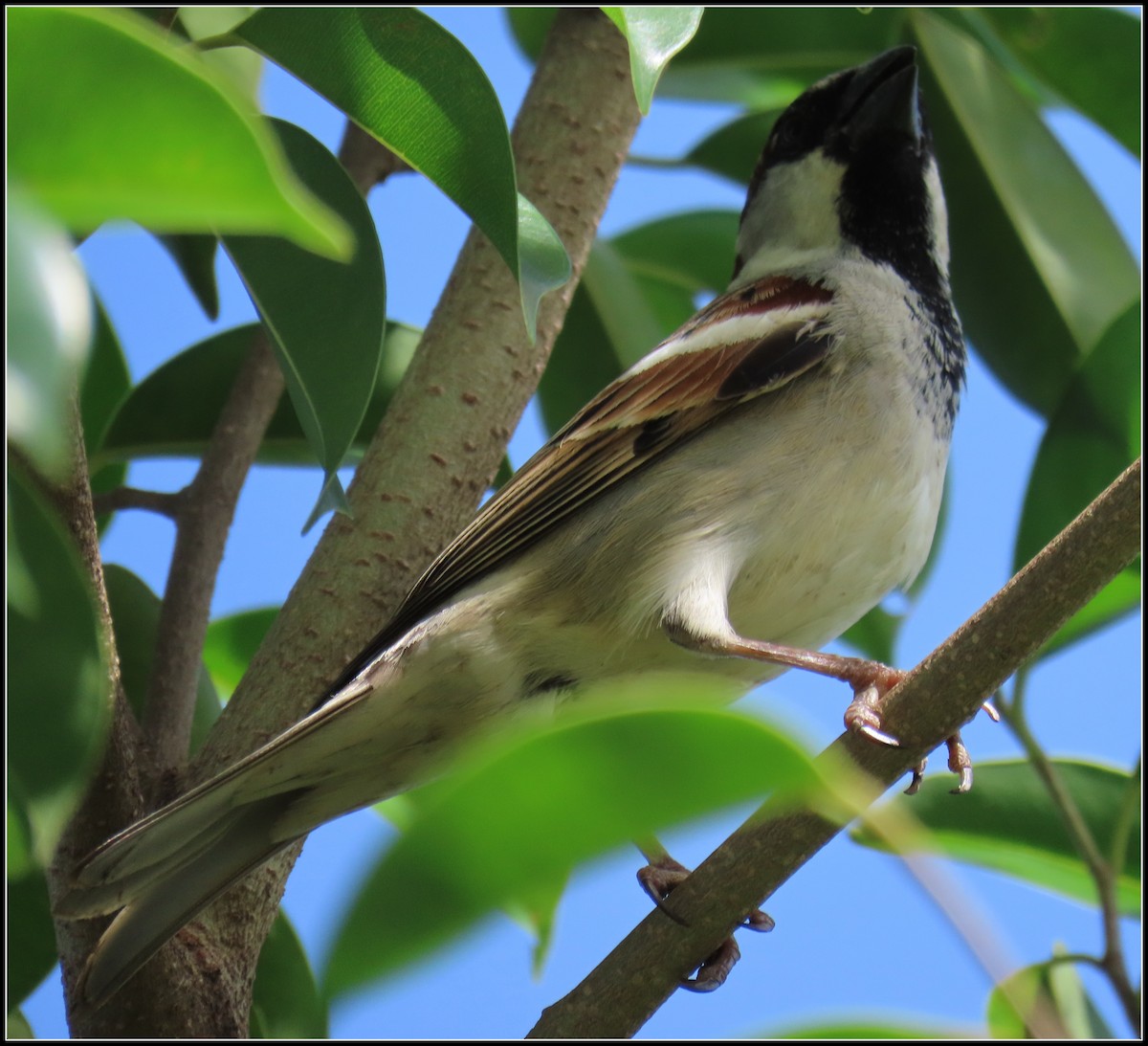 Gorrión Molinero - ML644392322