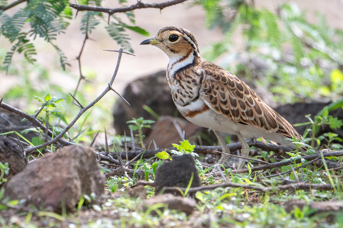 Üç Kuşaklı Çalıkoşarı - ML644392331