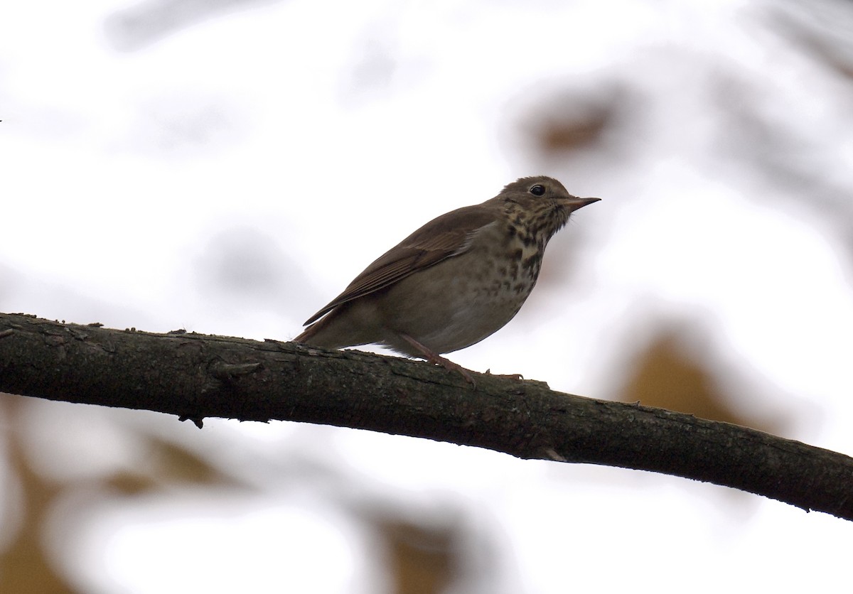 Hermit Thrush - ML644392336