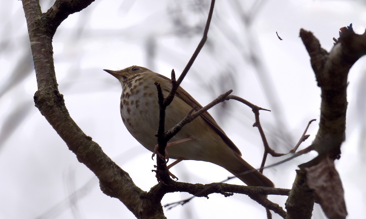 Hermit Thrush - ML644392337
