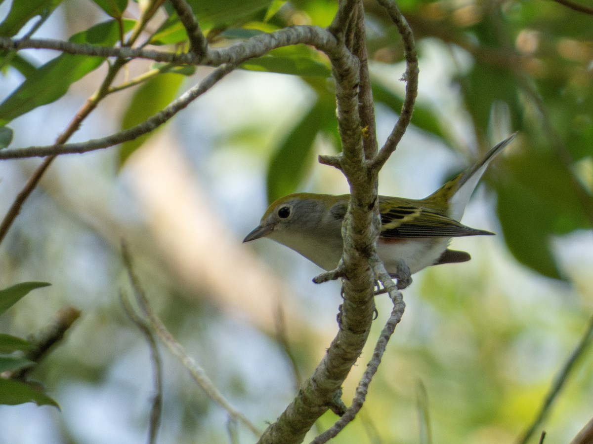 brunsideparula - ML644392372